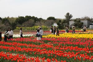 20万本のチューリップが咲き誇る和田公園（市営公園管理費）（平成29年度）