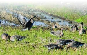 オオヒシクイの飛来地稲波干拓地（鳥獣保護事業）（平成29年度）